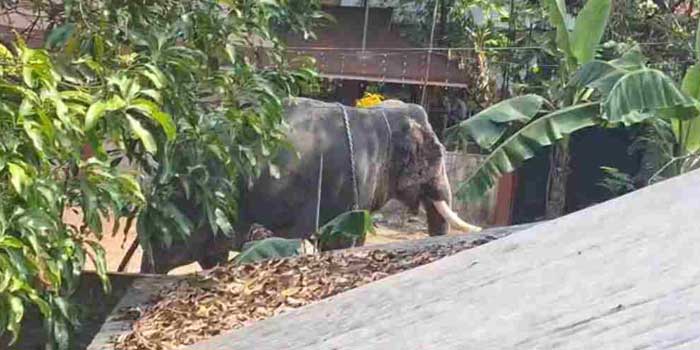 ക്ഷേത്രോത്സവത്തിനെത്തിച്ച ആനയിടഞ്ഞു, ആനയെ കൊണ്ടുവന്ന ലോറിയുടെ ഡ്രൈവറെ ചവിട്ടിക്കൊന്നു, മൃതദേഹം മാറ്റാൻ സമ്മതിക്കാതെ സമീപത്ത് നിലയിറപ്പിച്ച് ആന!! രണ്ടാം പാപ്പാന് ​ഗുരുതര പരുക്ക്